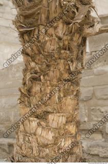 Photo Texture of Palm Bark 0003